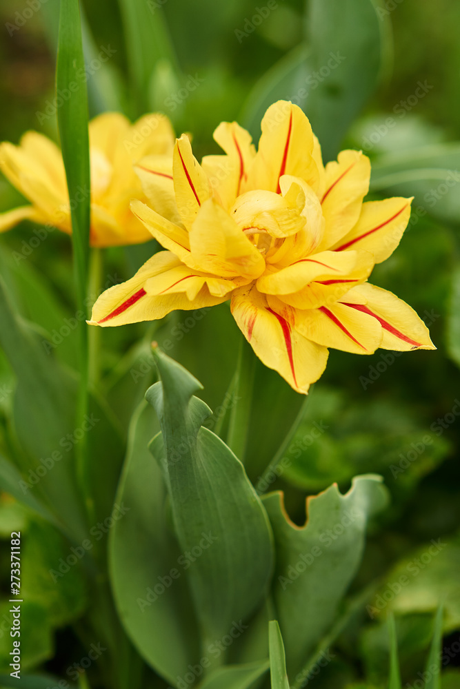 A closeup of beautiful yellow Tulip carnaval de nice and green leafs A closeup of beautiful yellow Tulip carnaval de nice and green leafs