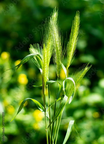 green plant in the garden