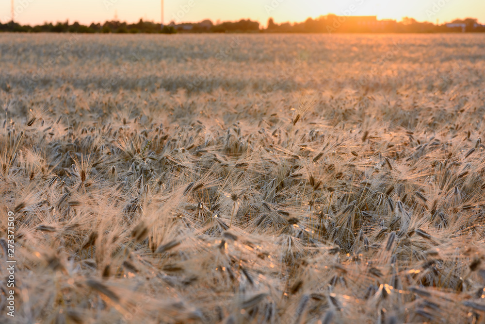 Fototapeta premium Field of ripe ears of barley in sunset light