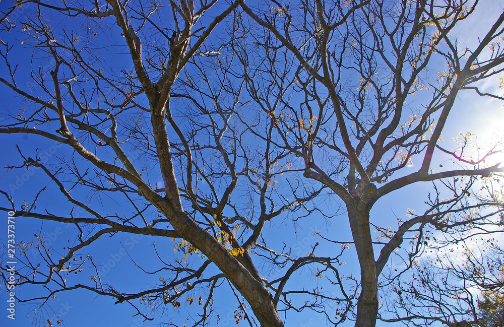 A leafless tree against a strong blue sky and some white clouds in springtime A leafless tree against a strong blue sky and some white clouds in springtime