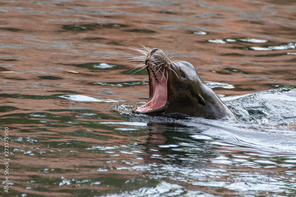 Fototapeta premium sea lion