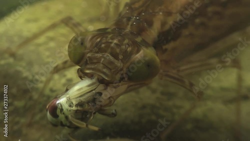Dragonfly nymph eats backswimmers 1166 8