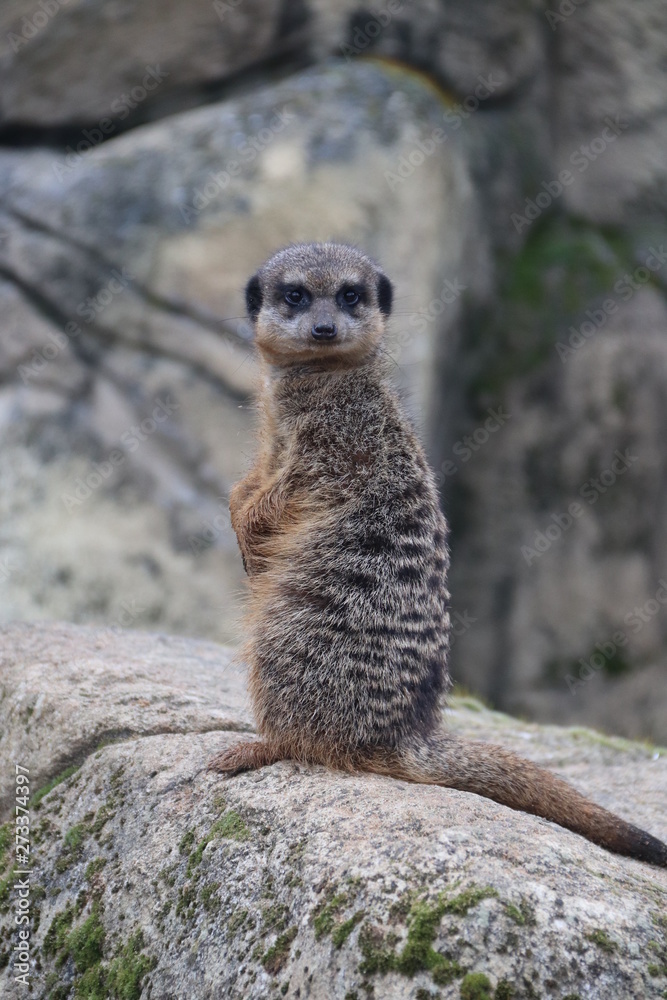 Fototapeta premium suricate