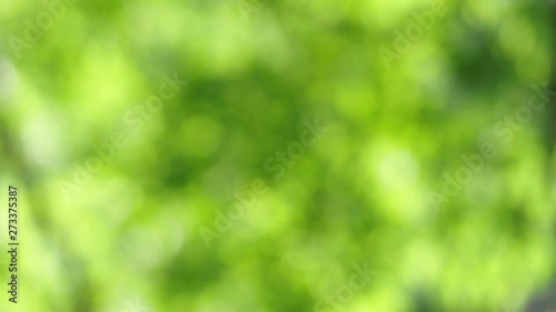 Sunlight shining through the leaves of trees, natural blurred background, Nature abstract background, nature green bokeh