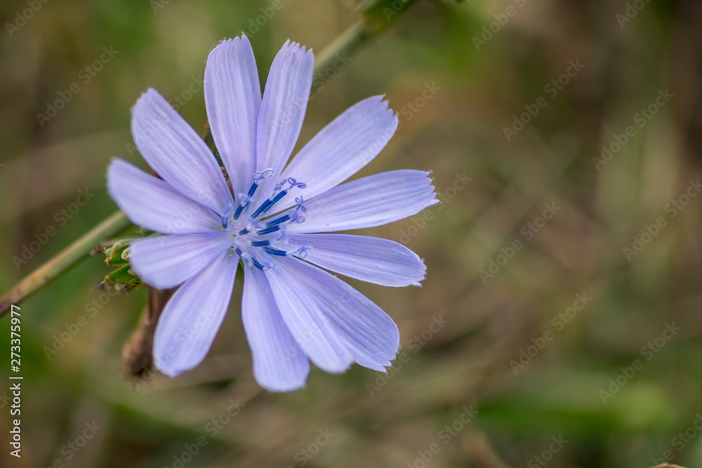 blue flower in the garden - obrazy, fototapety, plakaty 