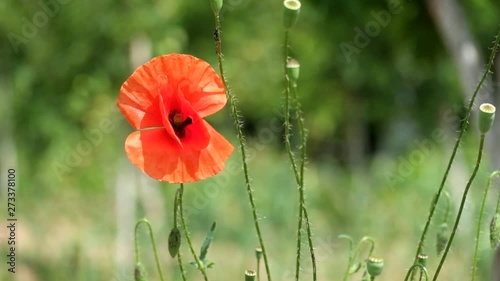 Brightly red poppy flutters in the wind (Papaver rhoeas)