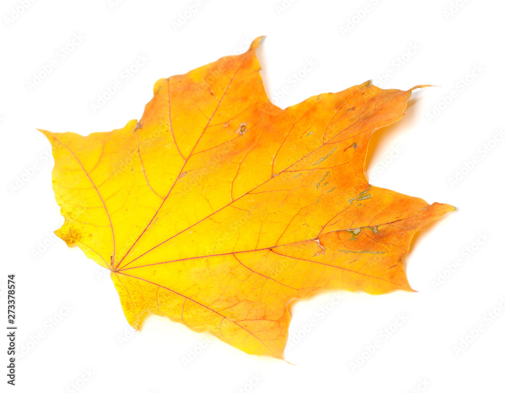 Orange autumn maple-leaf Orange autumn maple-leaf