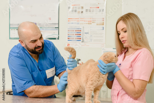 Two veterinarians measuring body temperature of domestic lop-eared Scot cat
