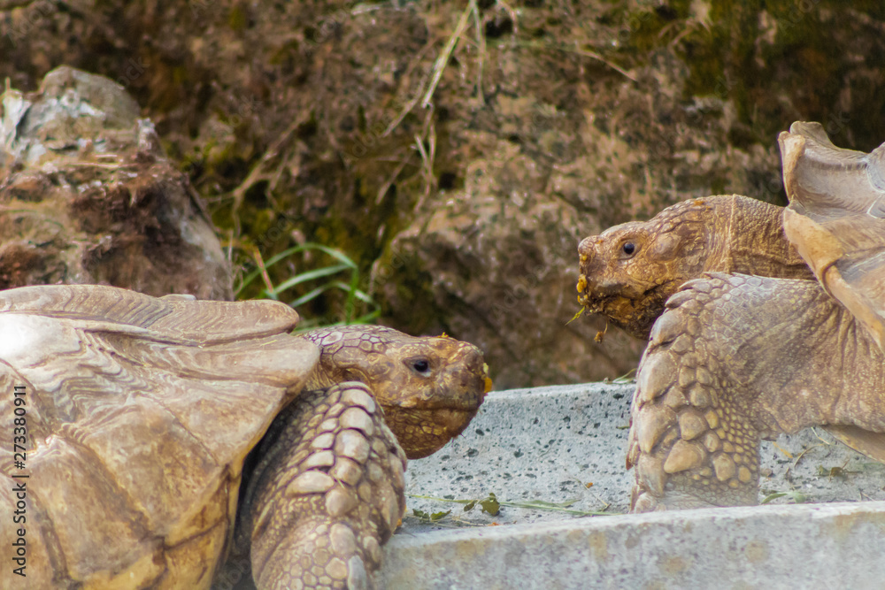 Obraz premium ground turtle enjoying in its enclosure