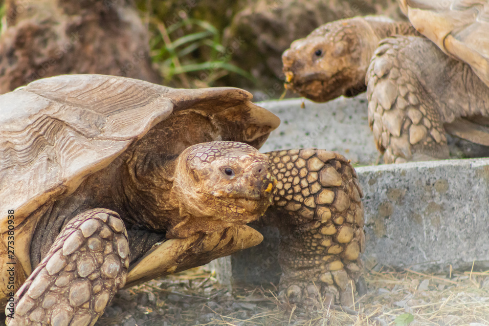 ground turtle enjoying in its enclosure ground turtle enjoying in its enclosure