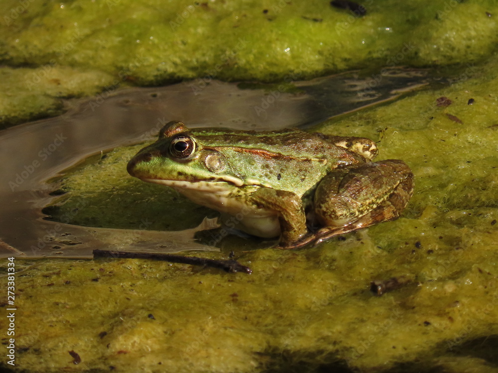 frog in pond frog in pond
