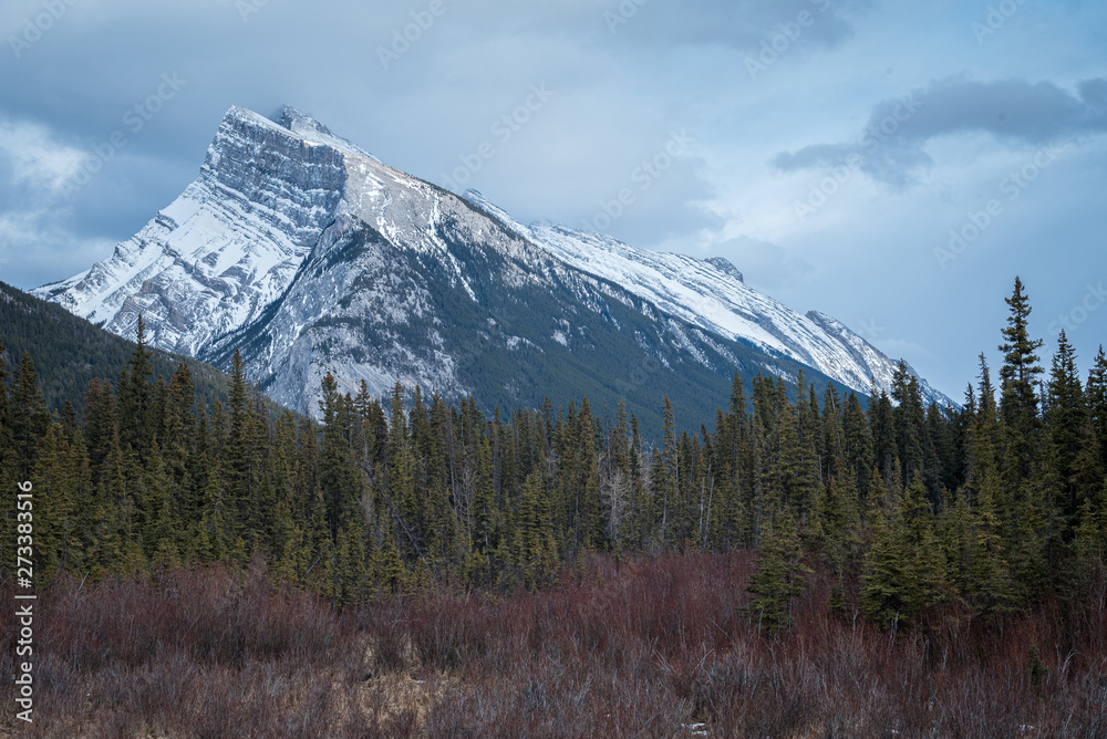 snow capped mountain in the background of a green forest full of pine trees.  Located in the rocky mountains of canada