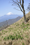 富士山にバイケイソウの若葉