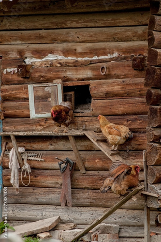 Chickens go to the henhouse. chickens comes out of the henhouse photo