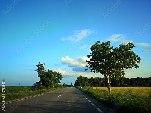 Blue sky and road  through fields of rape