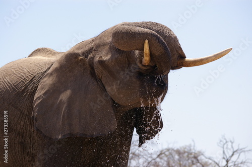 elephants drinking at a watering hole