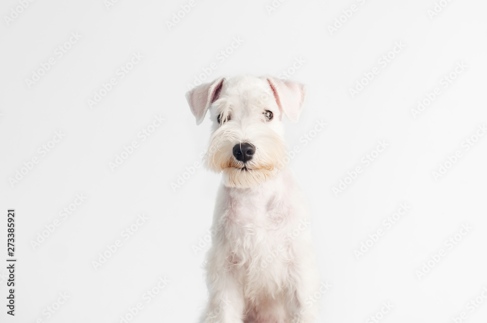 Happy, cute, funny puppy dog Schnauzer isolated on white background. Happy, cute, funny puppy dog Schnauzer isolated on white background.