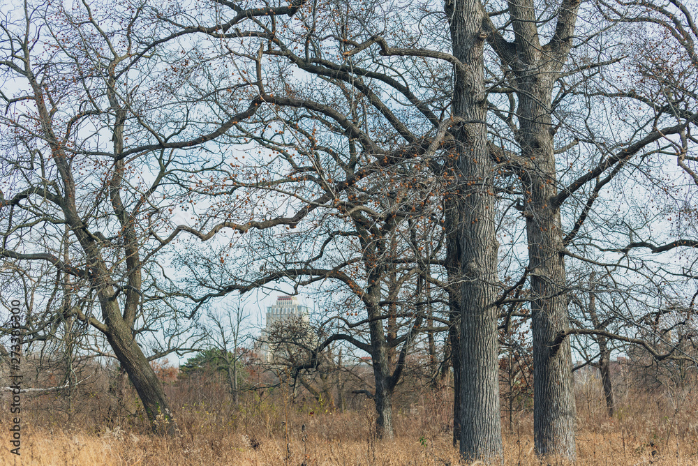large old trees in an urban savanna woodland large old trees in an urban savanna woodland
