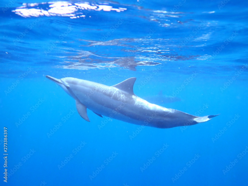 Hawaii Spinner Dolphin Big Island Kona