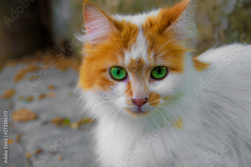 cat with green eyes