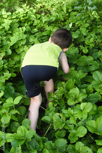 Boy picking and eating strawberry on organic bio farm. Child eating strawberries in garden