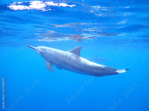 Hawaii Spinner Dolphin Big Island Kona