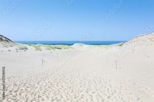 Sand dunes of the Curonian spit also known as  Dead or Grey dunes . Desert plants of wild untouched nature. This place the highest drifting sand dunes in Europe. Nida  Lithuania.