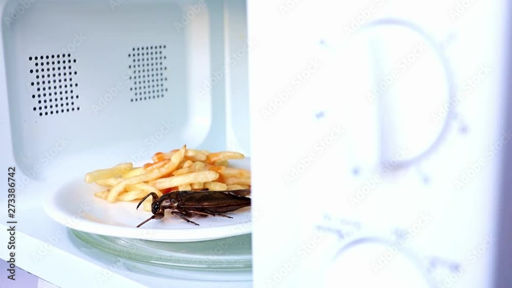 Preparation of edible insects in a microwave. Fried cockroaches with ...