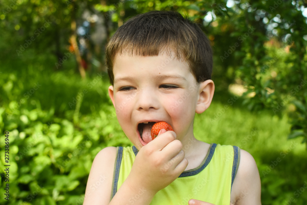 Child eat ripe organic strawberry in garden. Boy make a silly face while eat strawberry Child eat ripe organic strawberry in garden. Boy make a silly face while eat strawberry