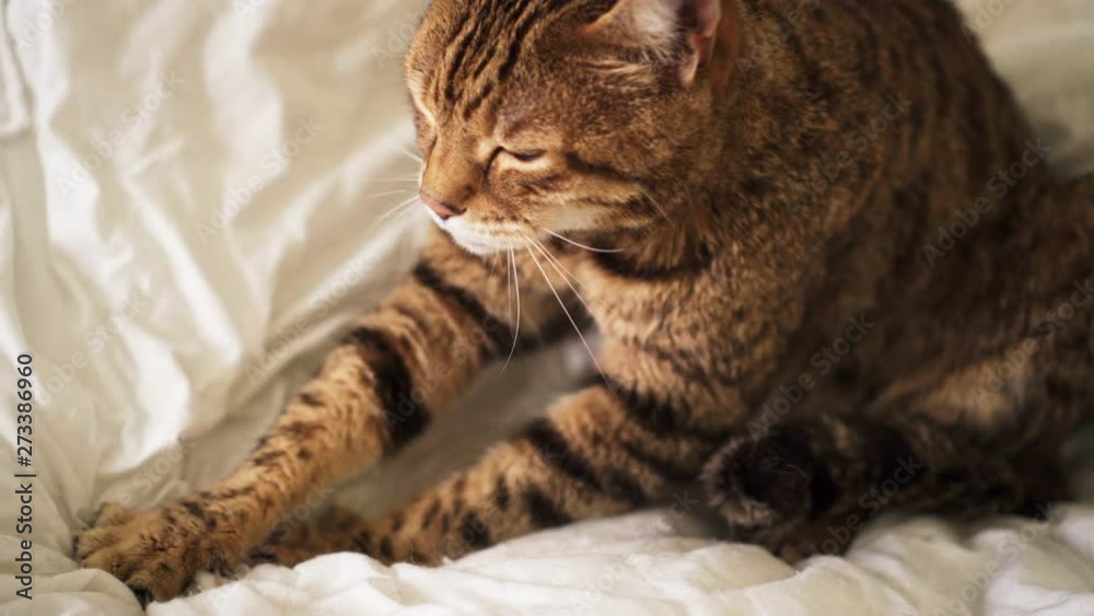Bengal cat sitting on bed kneading pushing his claws in and out on the blanket Stock ビデオ