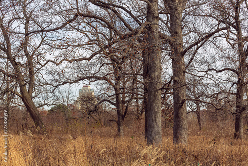 large old trees in an urban savanna woodland with architecture