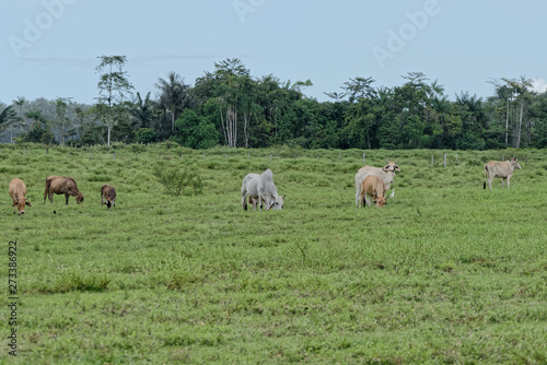 Elevage de zébus Brahman en Guyane française
