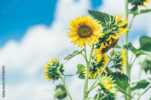 Sunflowers and blue sky