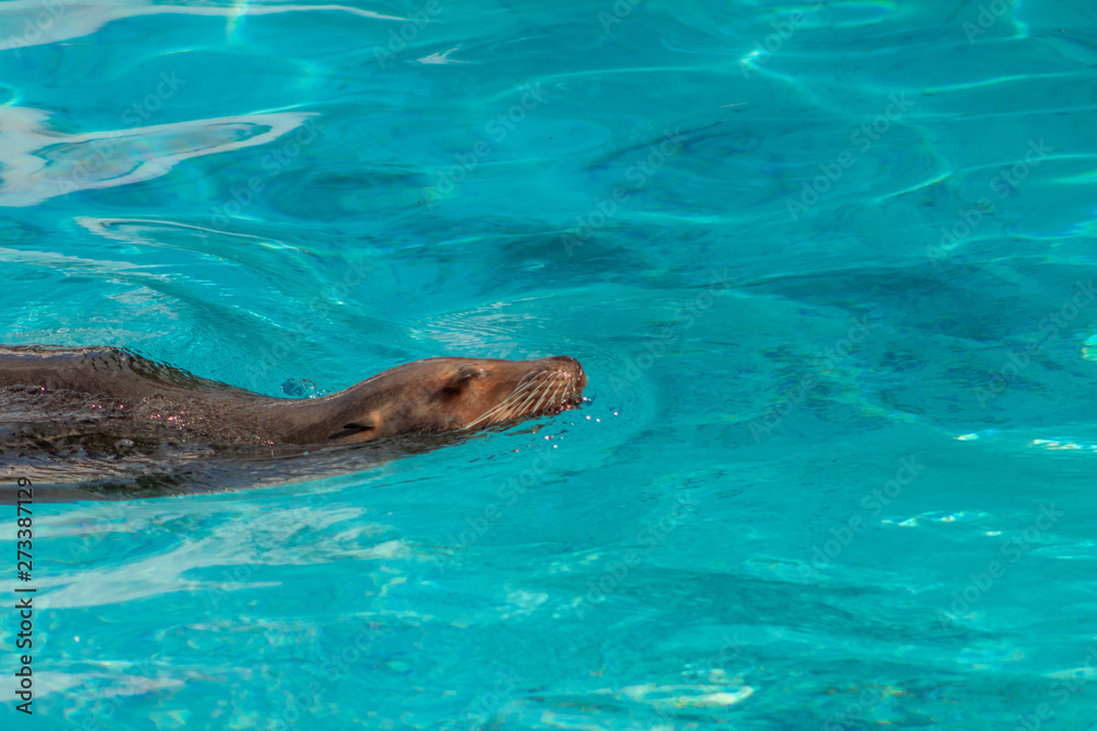 Fototapeta premium sea lion resting in the early morning in the sun with water