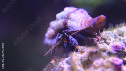 Video of  Mediterranean Hermit crab - Clibanarius erythropus photo