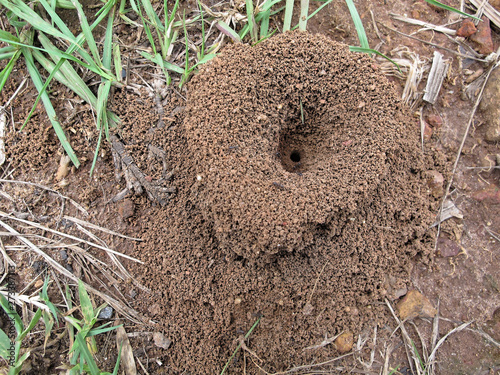 Nid de fourmis manioc en Guyane française