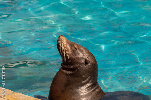 sea lion resting in the early morning in the sun with water