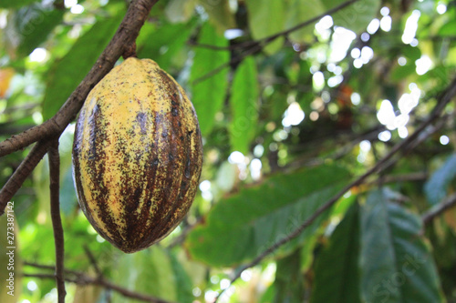Der Kakaobaum