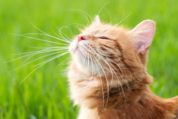 Cat in the Green Grass in Summer - Beautiful Red Cat with Yellow Eyes - Playing Cat - Pets Care Concept - Sunny Photo