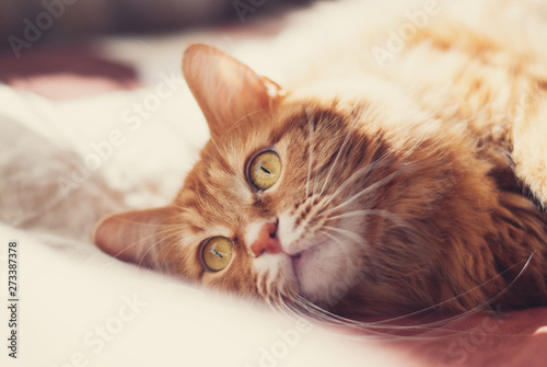 Cute cat - Beautiful Red Cat with Yellow Eyes - Playing Cat - Pets Care Concept - Sunny Photo