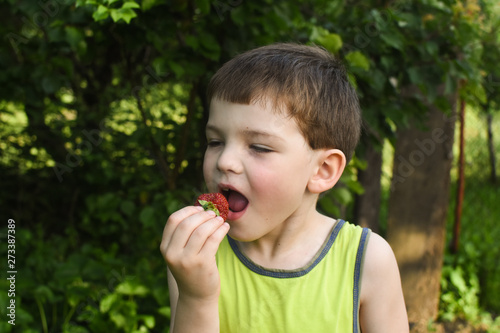 Child eat ripe organic strawberry in garden. Boy make a silly face while eat strawberry
