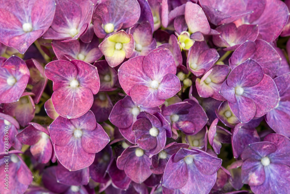 violet petals with yellow details violet petals with yellow details