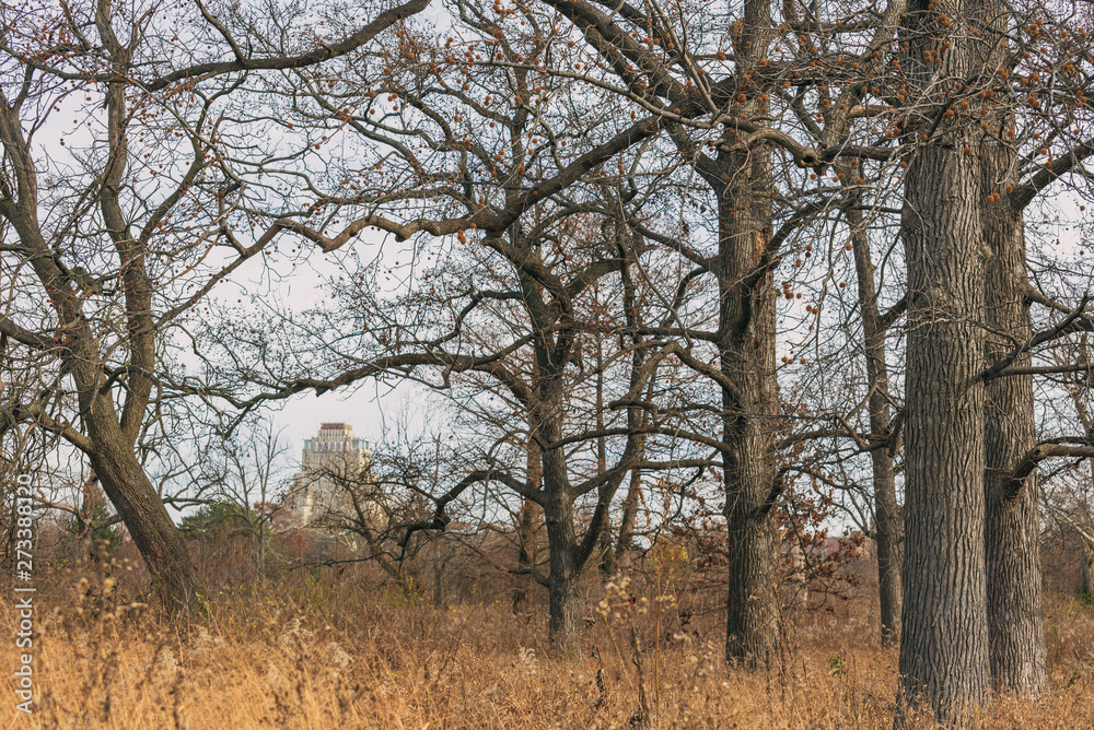 large old trees in an urban savanna woodland with architecture large old trees in an urban savanna woodland with architecture