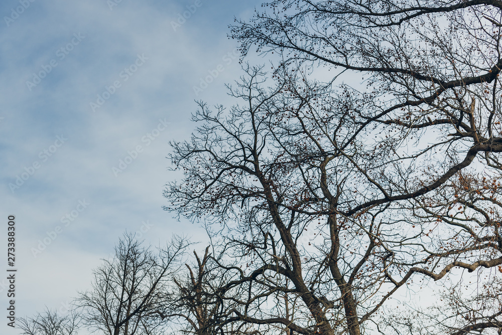 bare tree against a blue winter sky bare tree against a blue winter sky