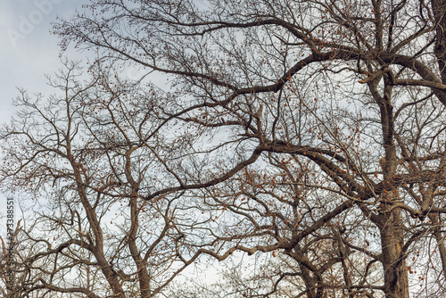 Bare large trees in winter