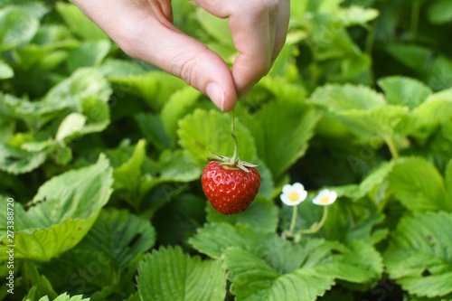 Fresh organic strawberry in hand. Strawberries handpicked from a strawberry farm