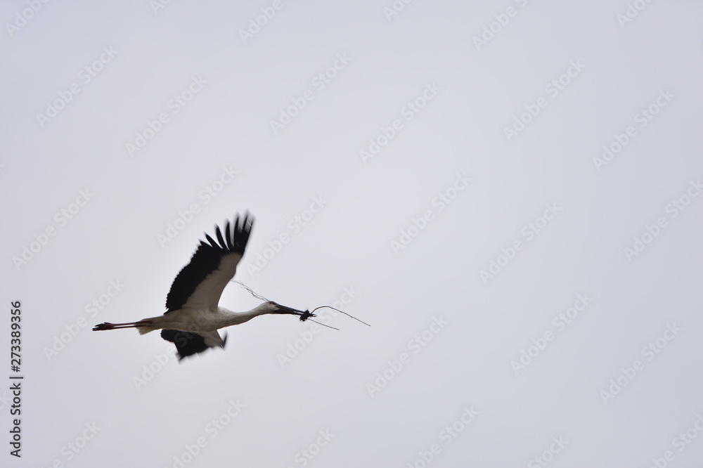 Fototapeta premium White stork in the natural environment