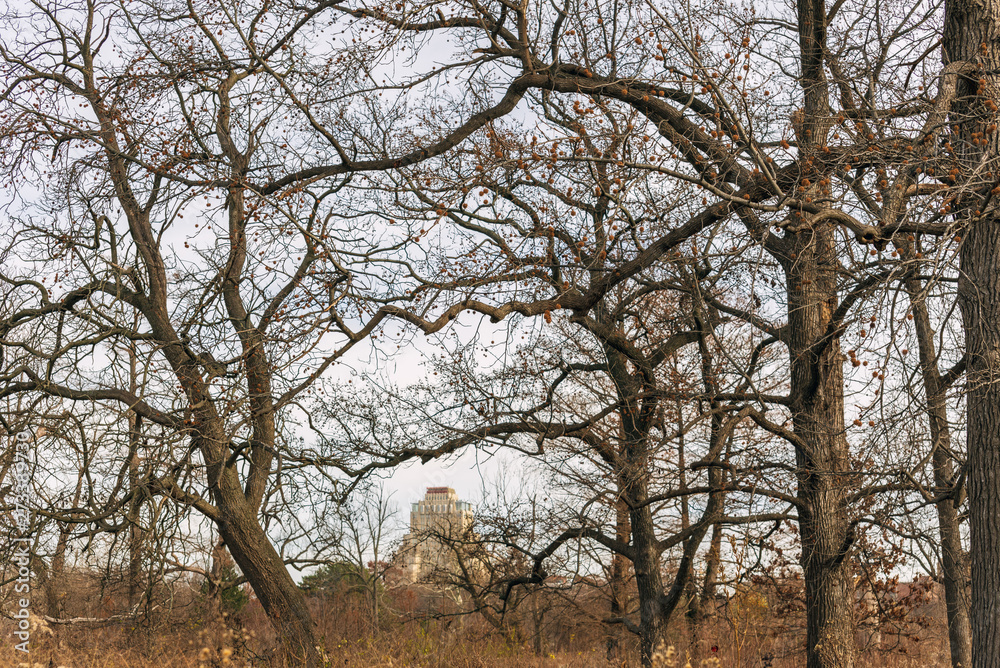 large old trees in an urban savanna woodland with architecture large old trees in an urban savanna woodland with architecture
