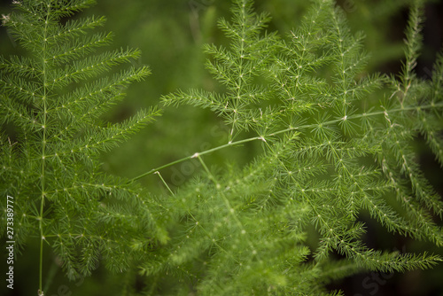 green plant with dark background