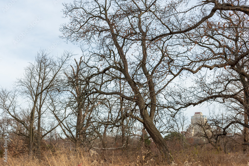 large old trees in an urban savanna woodland with architecture large old trees in an urban savanna woodland with architecture